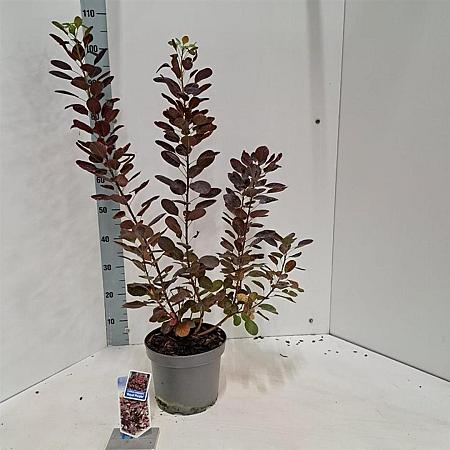 Cotinus cog. 'Royal Purple' Pot 5 Liter 60 - 80 cm