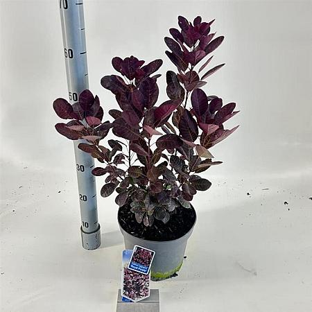 Cotinus cog. 'Royal Purple' Pot 5 Liter 60 - 80 cm