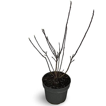 Cotinus cog. 'Royal Purple' Pot 4 Liter 40 - 50 cm
