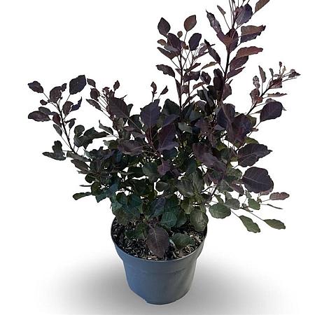 Cotinus Dusky Maiden Pot 4 Liter 40 - 50 cm