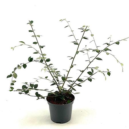 Cotoneaster franchetii Pot 3 Liter 50 - 60 cm