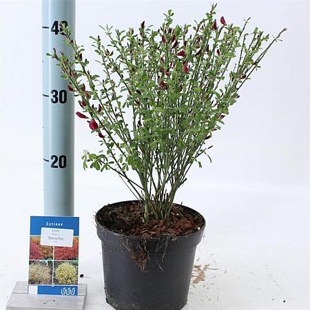 Cytisus 'Boskoop Ruby' Pot 2 Liter 20 - 30 cm