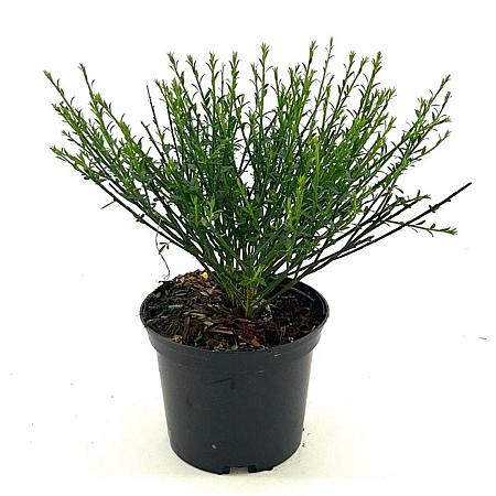 Cytisus 'Lena' Pot 2 Liter 20 - 30 cm