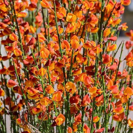 Cytisus 'Lena' Pot 2 Liter 20 - 30 cm
