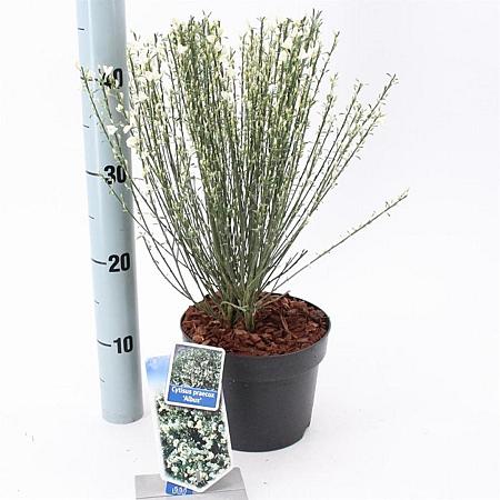 Cytisus praecox 'Albus' Pot 2 Liter 20 - 30 cm