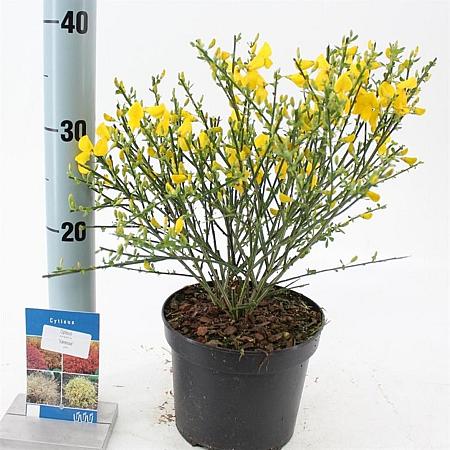Cytisus scop. 'Vanesse' Pot 2 Liter 20 - 30 cm