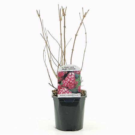 Deutzia hybrida 'Strawberry Fields' Pot 2 Liter40 - 50 cm