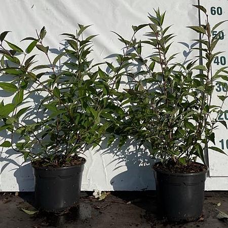 Deutzia rosea Pot 2 Liter40 - 60 cm