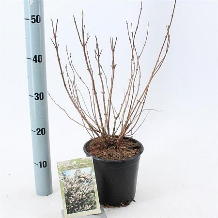 Deutzia scabra Pot 2 Liter40 - 50 cm