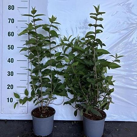 Deutzia scabra 'Plena' Pot 2 Liter60 - 80 cm