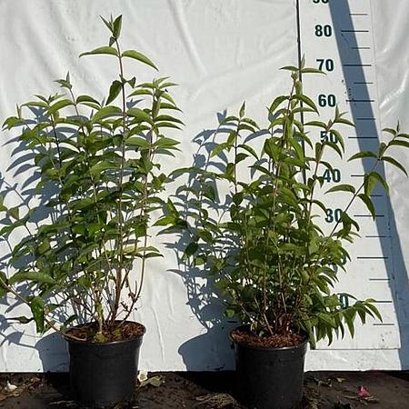 Deutzia scabra 'Plena' Pot 2 Liter60 - 80 cm