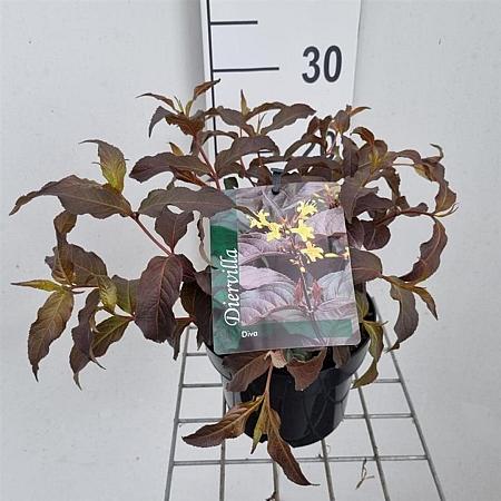 Diervilla splendens 'El Madrigal' Pot 2 liter 25-30cm