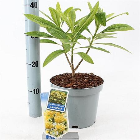 Edgeworthia chrys. 'Grandiflora' Pot 3 Liter 40 - 50 cm