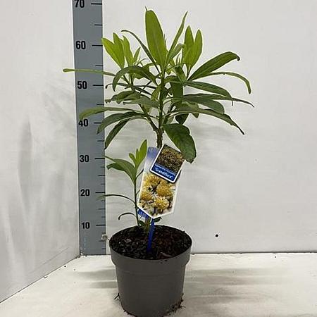 Edgeworthia chrys. 'Grandiflora' Pot 3 Liter 40 - 50 cm