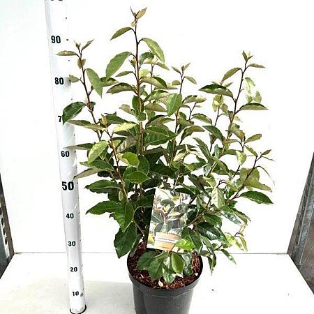 Elaeagnus ebbingei Pot 7,5 Liter 50 - 60 cm
