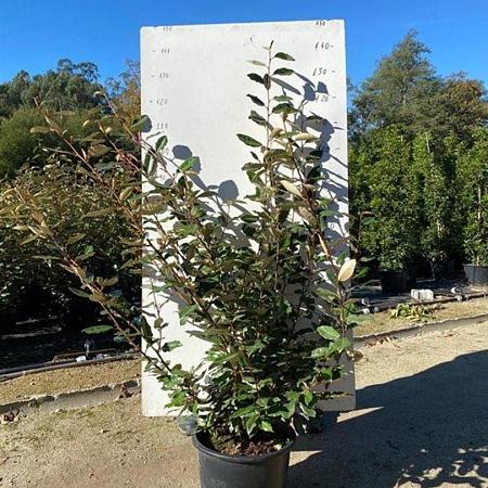 Elaeagnus ebbingei Pot 20 Liter 100 - 125 cm