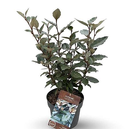 Elaeagnus ebb. 'Compacta' Pot 4 Liter 40 - 60 cm