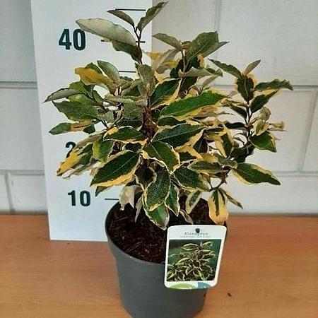 Elaeagnus ebb. 'Gilt Edge' Pot 3 Liter 30 - 40 cm