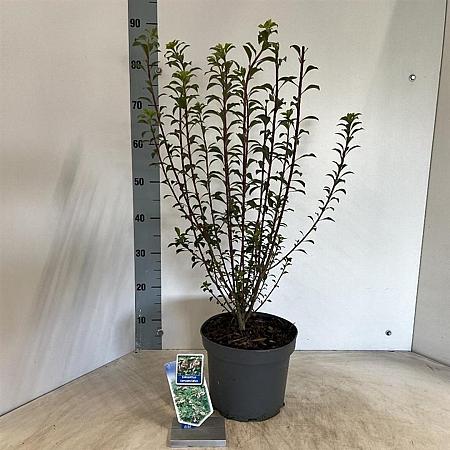 Enkianthus campanulatus Pot 5 Liter 40 - 50 cm