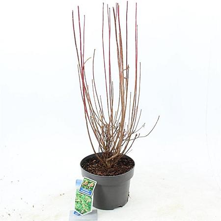 Enkianthus campanulatus Pot 5 Liter 40 - 50 cm