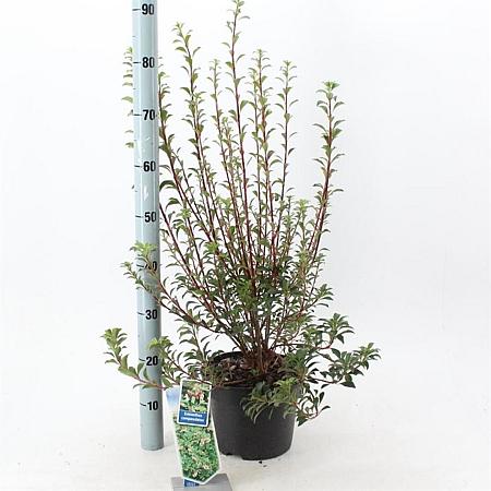 Enkianthus campanulatus Pot 5 Liter 40 - 50 cm