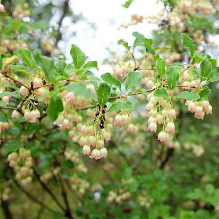 Enkianthus camp. Prettycoat Pot 20 Liter 100 - 125 cm