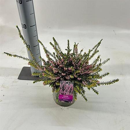 Erica darl. 'Ghost Hills' Pot 15 cm