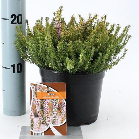 Erica darl. 'Ghost Hills' Pot 15 cm