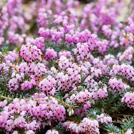 Erica darl. 'Ghost Hills' Pot 15 cm