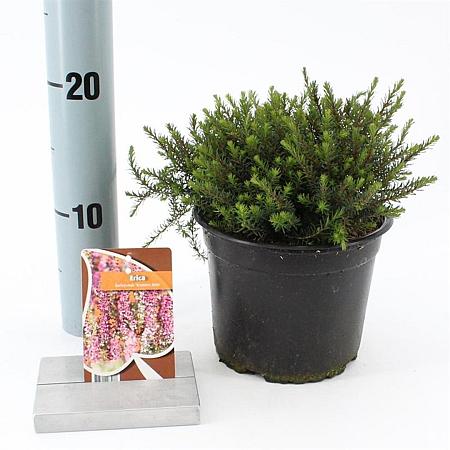 Erica darl. 'Kramer's Rote' Pot 15 cm