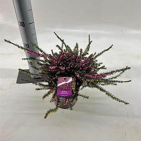 Erica darl. 'Kramer's Rote' Pot 15 cm