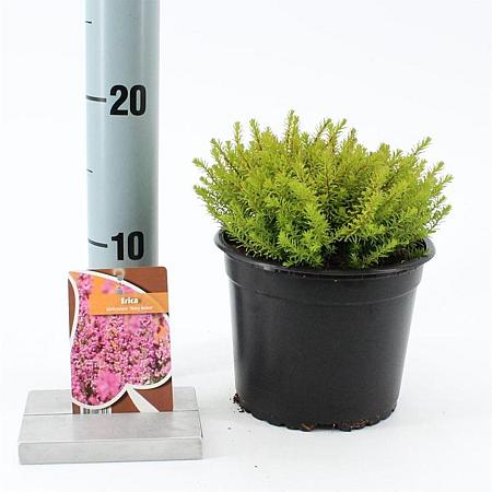 Erica darl. 'Mary Helen' Pot 15 cm