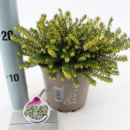 Erica darl. 'White Perfection' Pot 15 cm