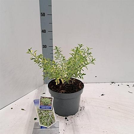 Eriostemon myoporoides Gold Touch Pot 3 Liter 30 - 40 cm
