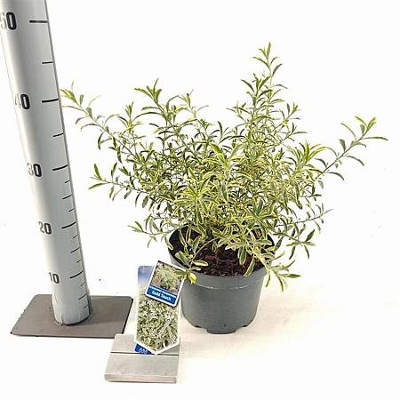 Eriostemon myoporoides Gold Touch Pot 3 Liter 30 - 40 cm
