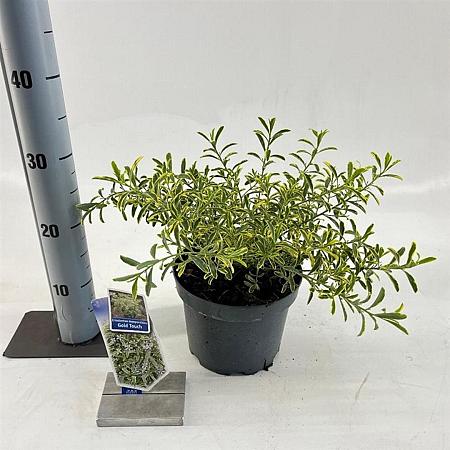 Eriostemon myoporoides Gold Touch Pot 3 Liter 30 - 40 cm