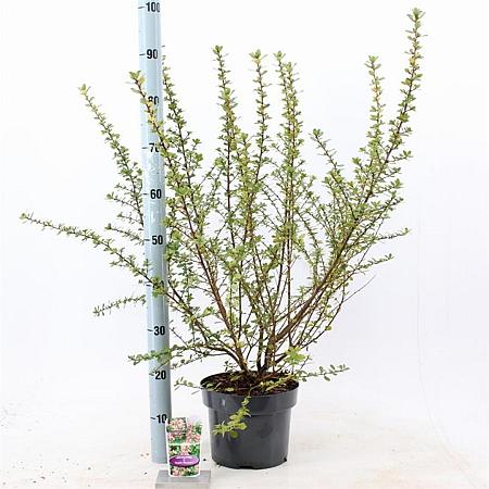 Escallonia 'Apple Blossom' Pot 5 Liter 40 - 50 cm