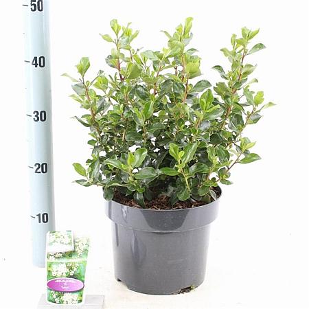 Escallonia 'Apple Blossom' Pot 5 Liter 40 - 50 cm