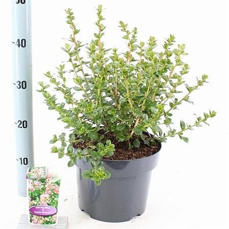 Escallonia 'Apple Blossom' Pot 5 Liter 40 - 50 cm