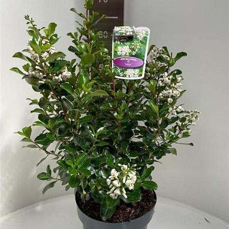 Escallonia 'Iveyi' Pot 5 Liter 40 - 50 cm
