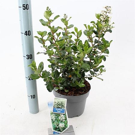 Escallonia 'Iveyi' Pot 3 Liter 30 - 40 cm