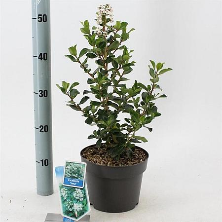 Escallonia 'Iveyi' Pot 3 Liter 30 - 40 cm