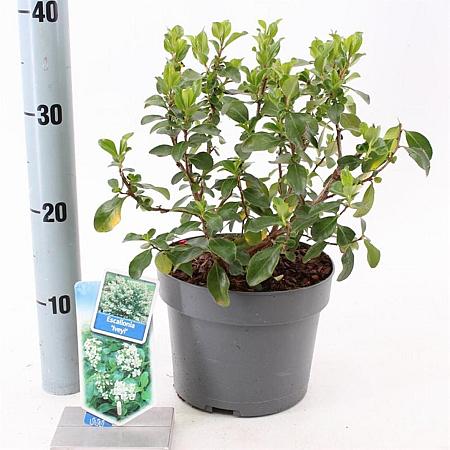 Escallonia 'Iveyi' Pot 3 Liter 30 - 40 cm