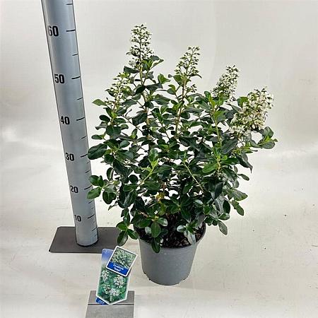 Escallonia 'Iveyi' Pot 3 Liter 30 - 40 cm
