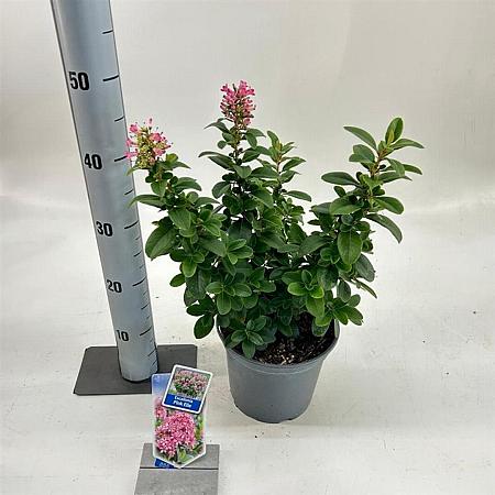 Escallonia laevis Pink Elle Pot 3 Liter 30 - 40 cm
