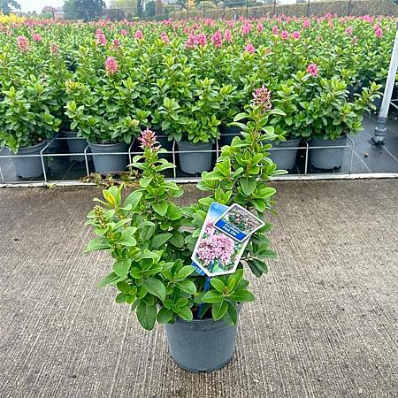 Escallonia laevis Pink Elle Pot 3 Liter 30 - 40 cm