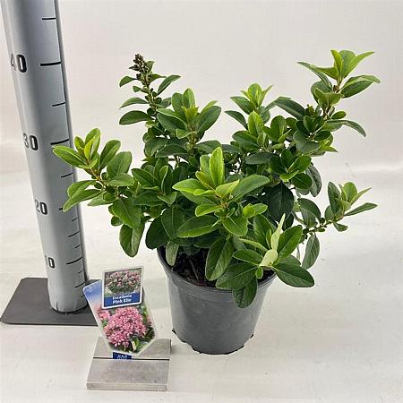 Escallonia laevis Pink Elle Pot 3 Liter 30 - 40 cm