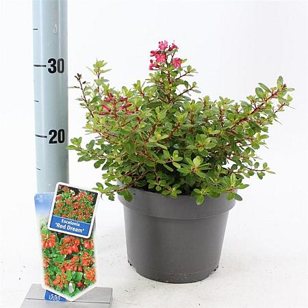 Escallonia 'Red Dream' Pot 3 Liter 30 - 40 cm