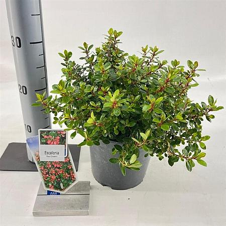 Escallonia 'Red Dream' Pot 3 Liter 30 - 40 cm