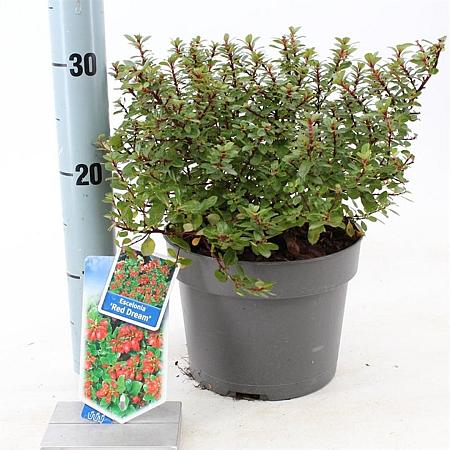 Escallonia 'Red Dream' Pot 3 Liter 30 - 40 cm